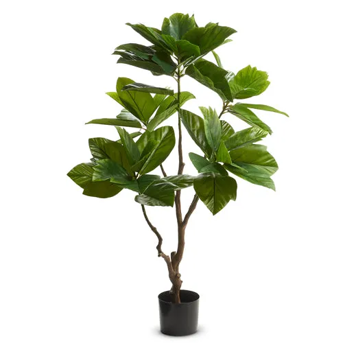4.5' Potted Coffee Plant