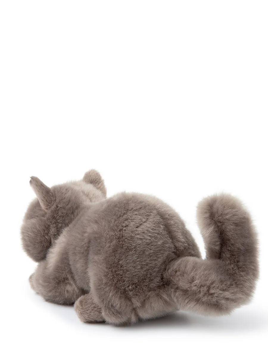 B.T. Chaps - Freddy The British Shorthair In Giftbox