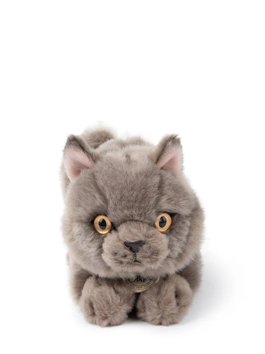 B.T. Chaps - Freddy The British Shorthair In Giftbox