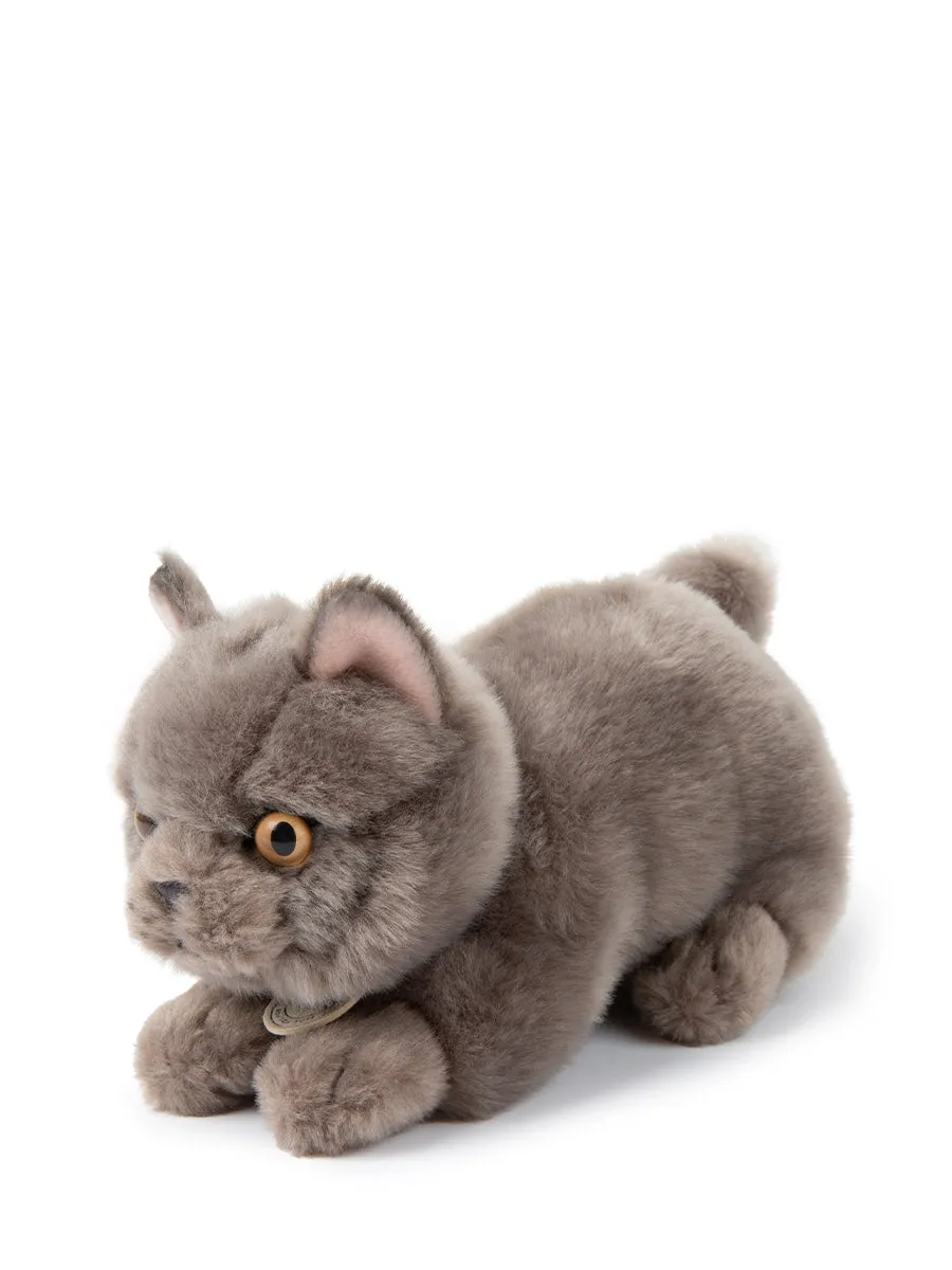 B.T. Chaps - Freddy The British Shorthair In Giftbox