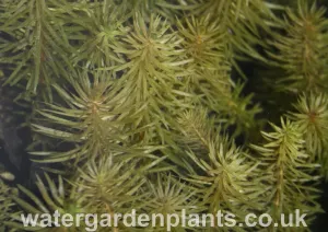 Hippuris vulgaris - Cat's Tail